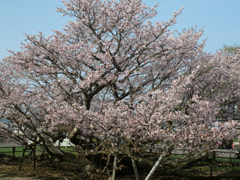 P1237685
