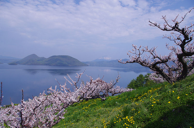 洞爺湖と羊蹄山も一望できる梅の名所 壮瞥公園 北海道よりみち話 北海道の果てまで行ってみよう