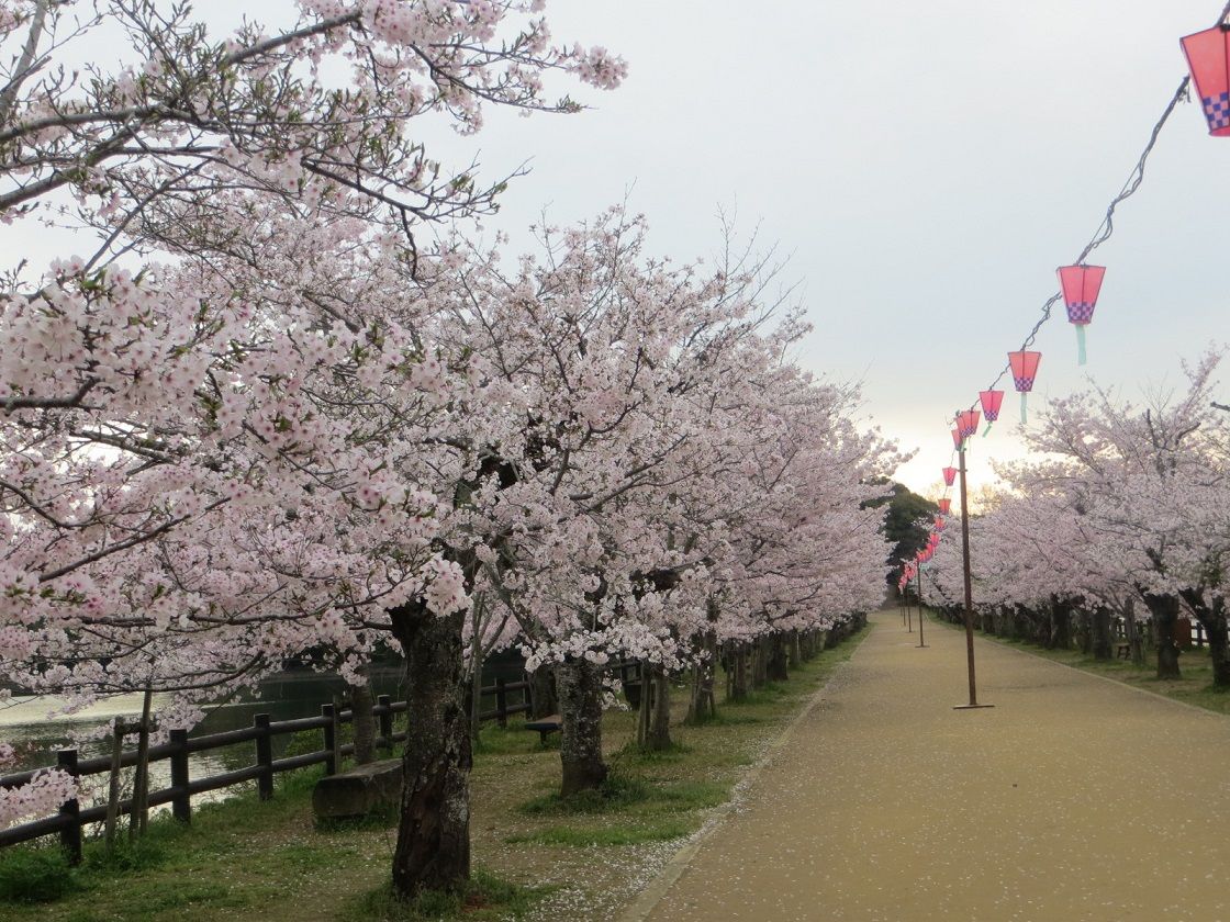 亀鶴公園の早朝の満開桜を独り占め さぬきの中心から日々を語る