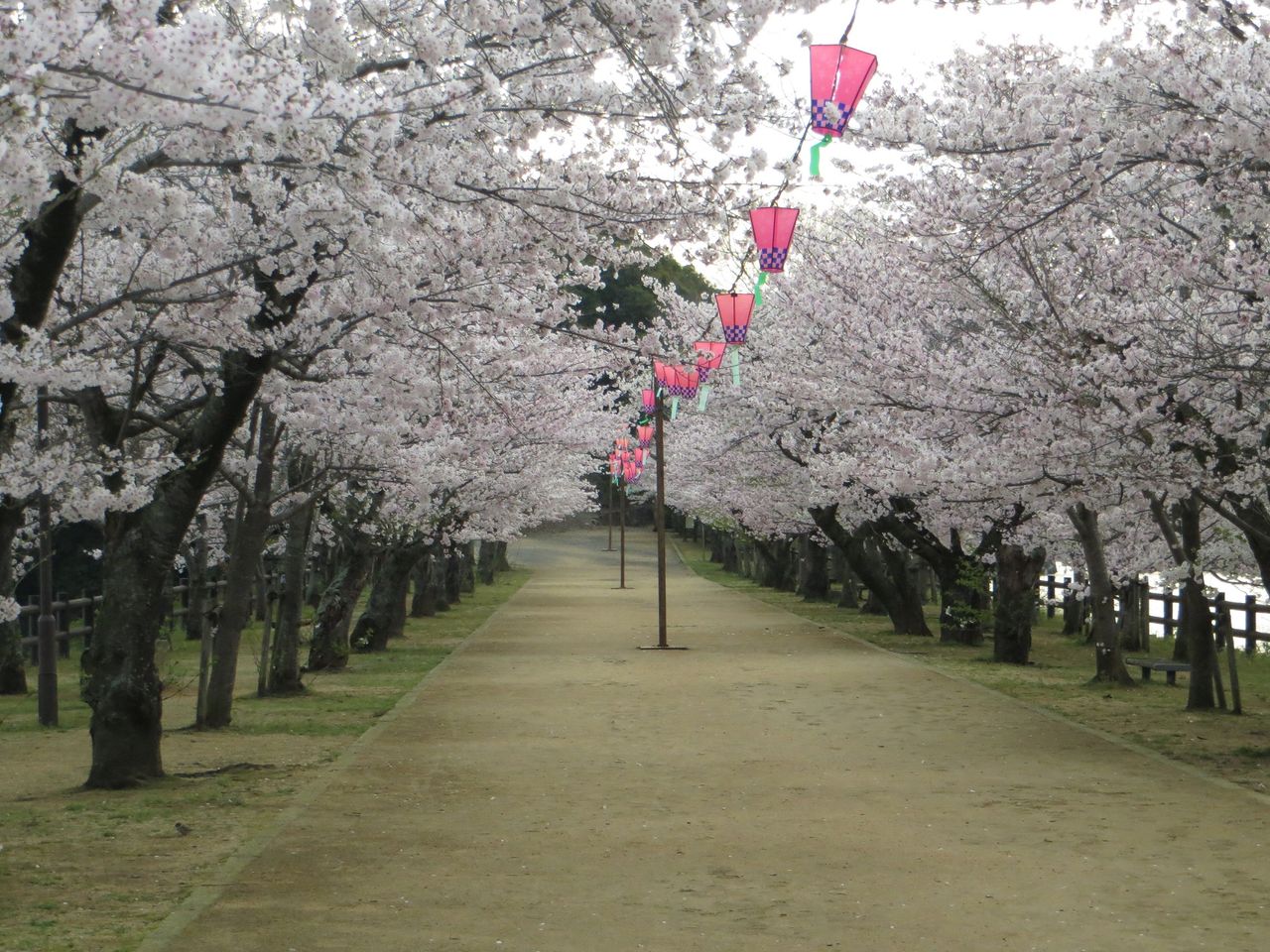 亀鶴公園の満開の桜 早朝 さぬきの中心から日々を語る