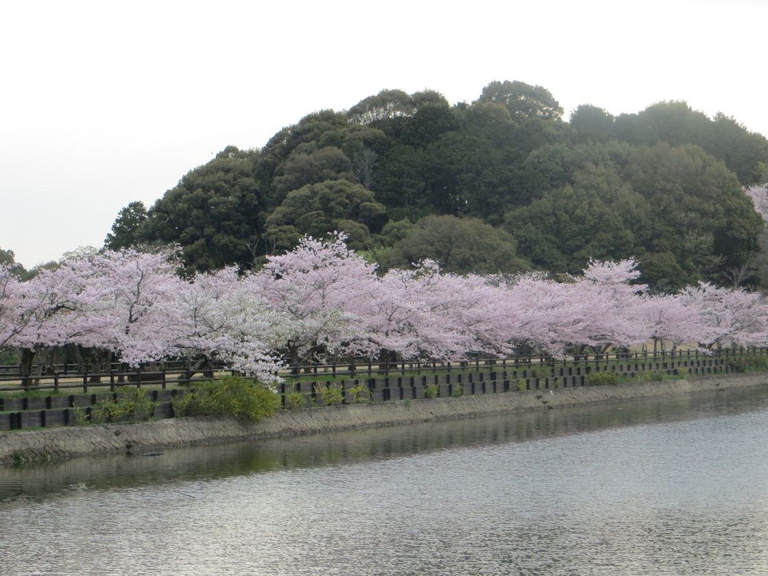 亀鶴公園の早朝の満開桜を独り占め さぬきの中心から日々を語る