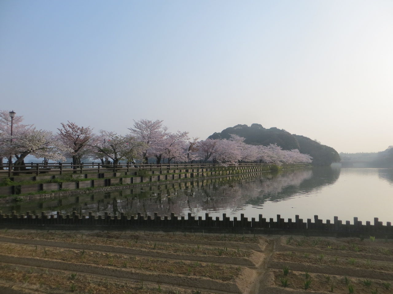 早朝の亀鶴公園の満開の桜を満喫しました さぬきの中心から日々を語る
