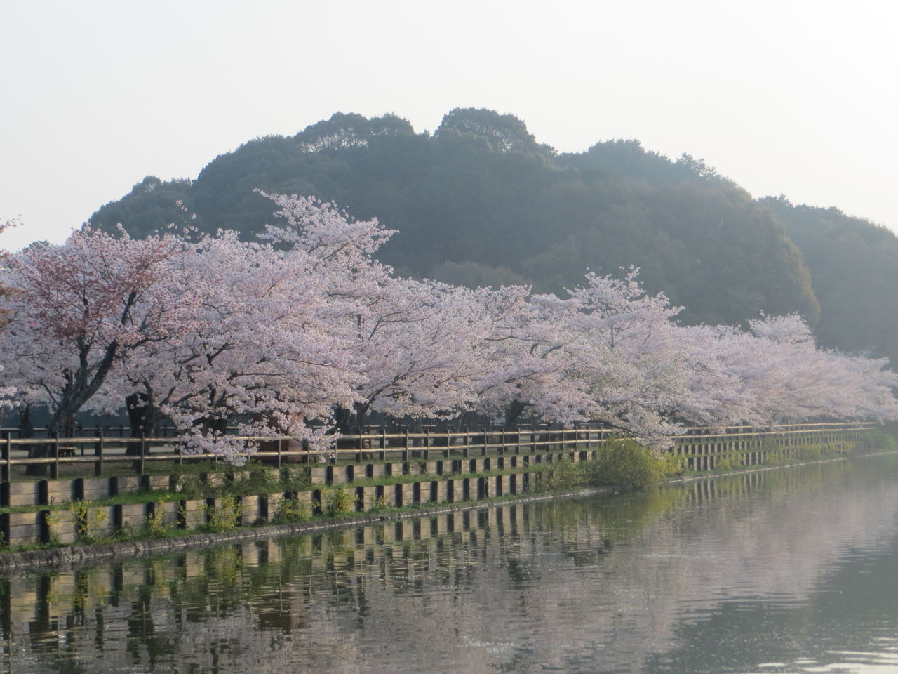 早朝の亀鶴公園の満開の桜を満喫しました さぬきの中心から日々を語る