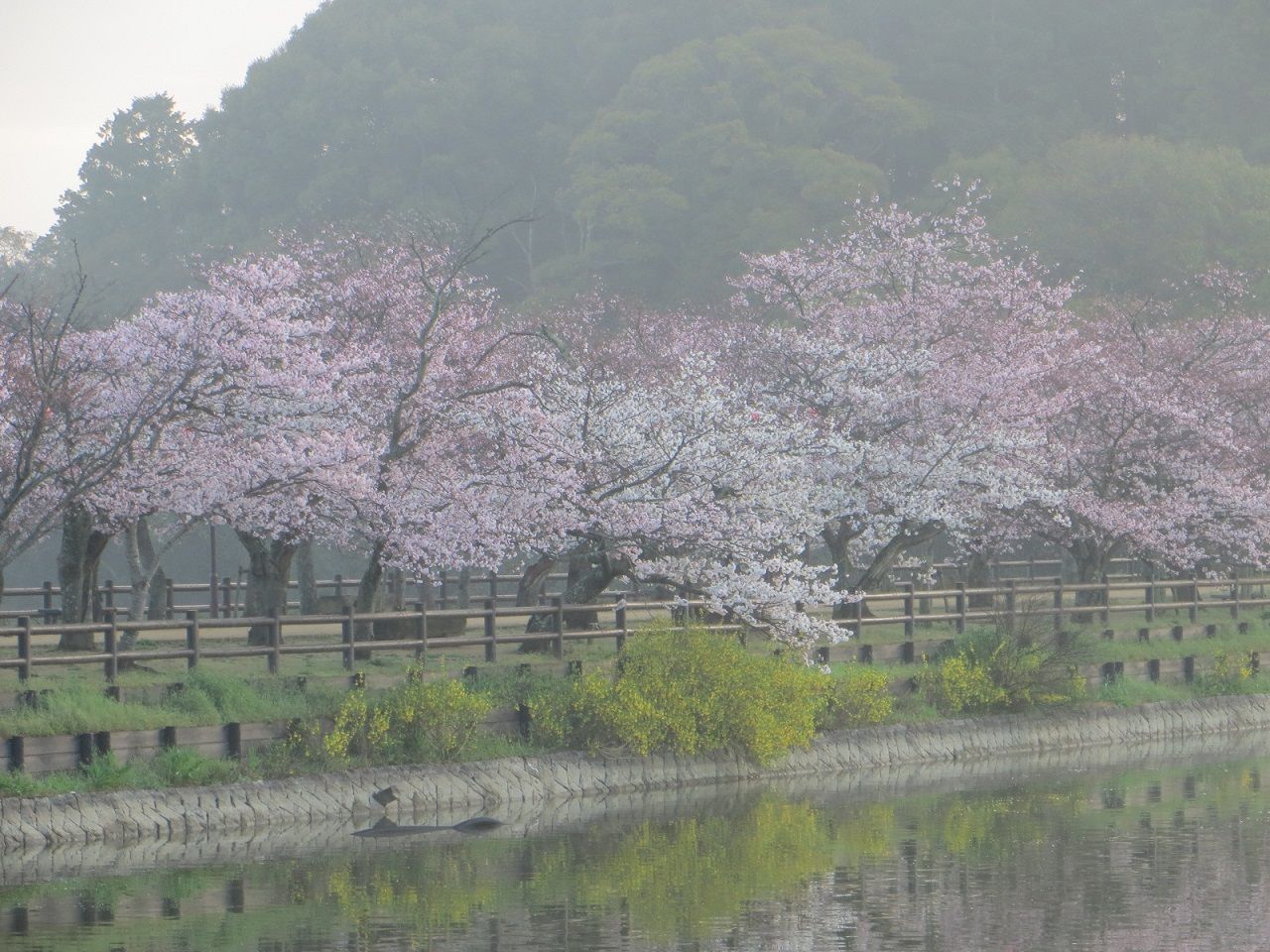 早朝 さぬき市長尾の亀鶴公園の桜を満喫しました さぬきの中心から日々を語る