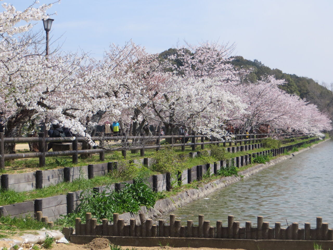 桜の名所 亀鶴公園 さぬきの中心から日々を語る 桜の名所 亀鶴公園 さぬきの中心から日々を語る