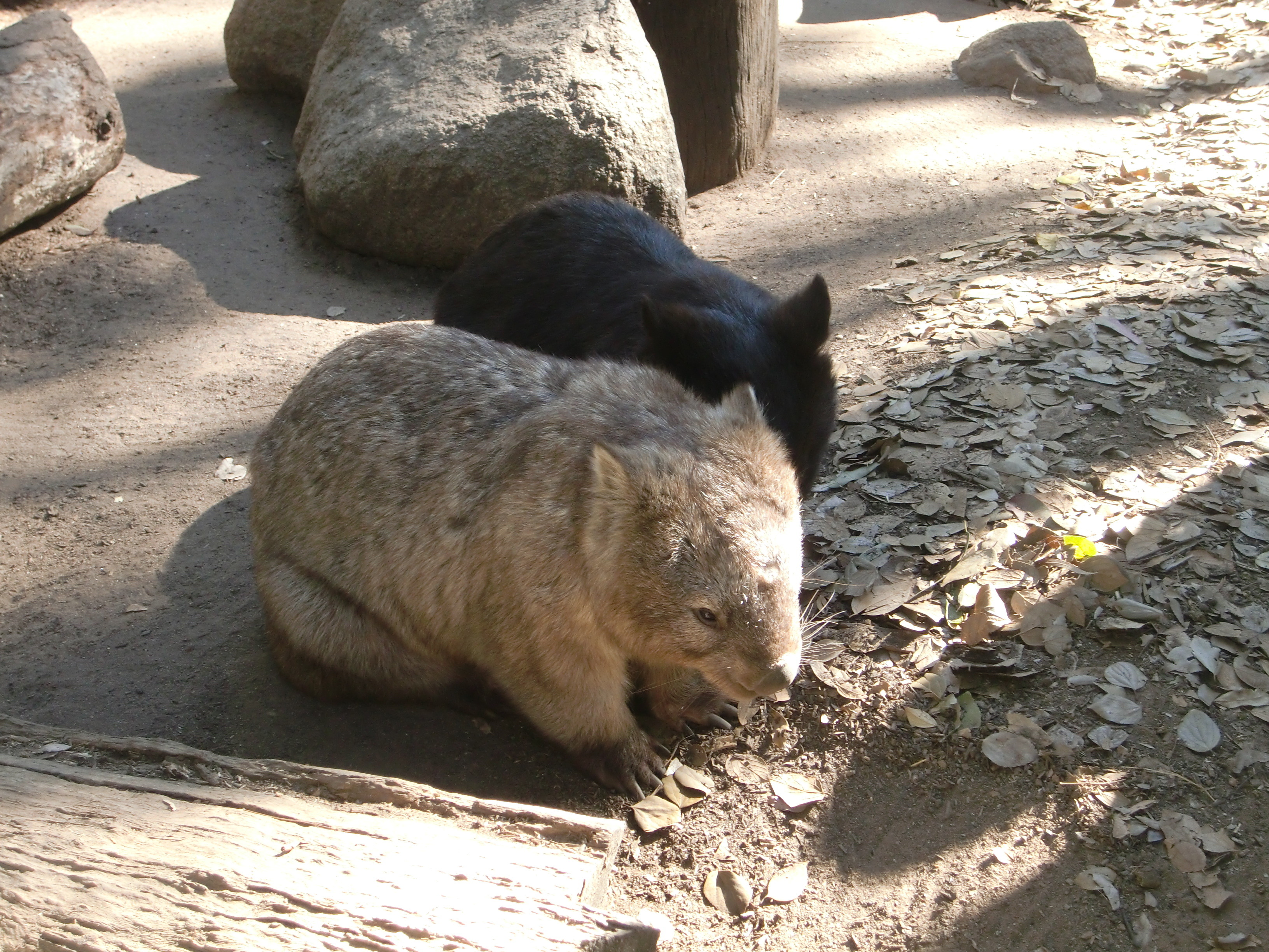 ローンパイン コアラサンクチュアリ オーストラリア１ つれづれなるままに