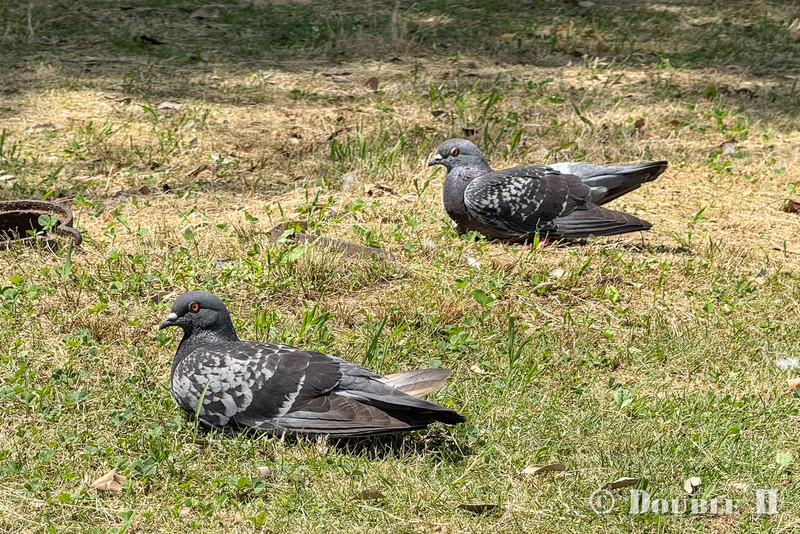 TediousPhoto20260725