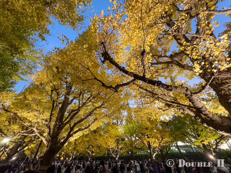 TediousPhoto20241126B