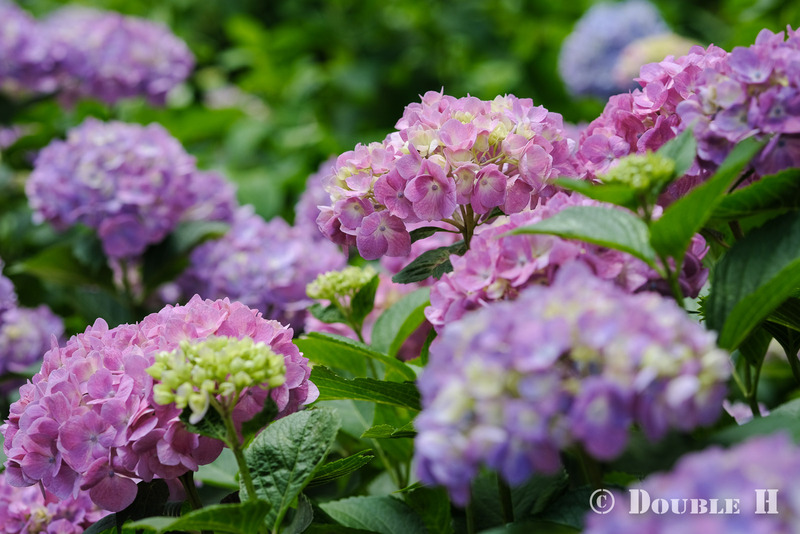 TediousPhoto20240612B