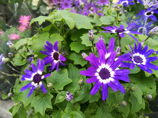 P10lite_Photo06A