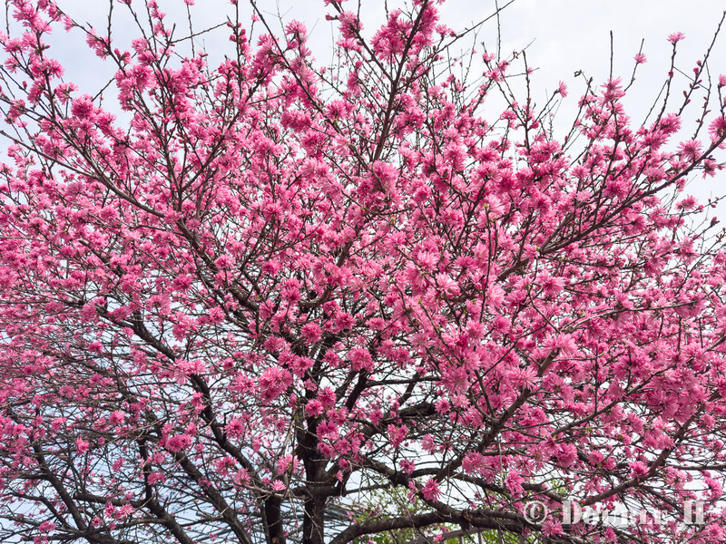 TediousPhoto20260415A