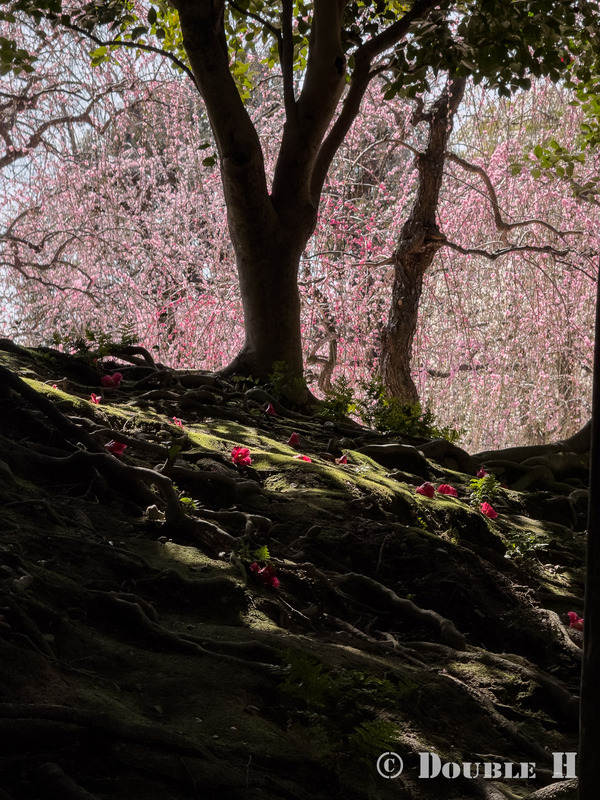 TediousPhoto20260308E