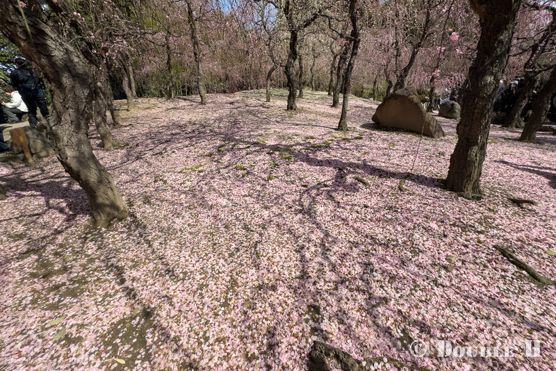 TediousPhoto20260308B