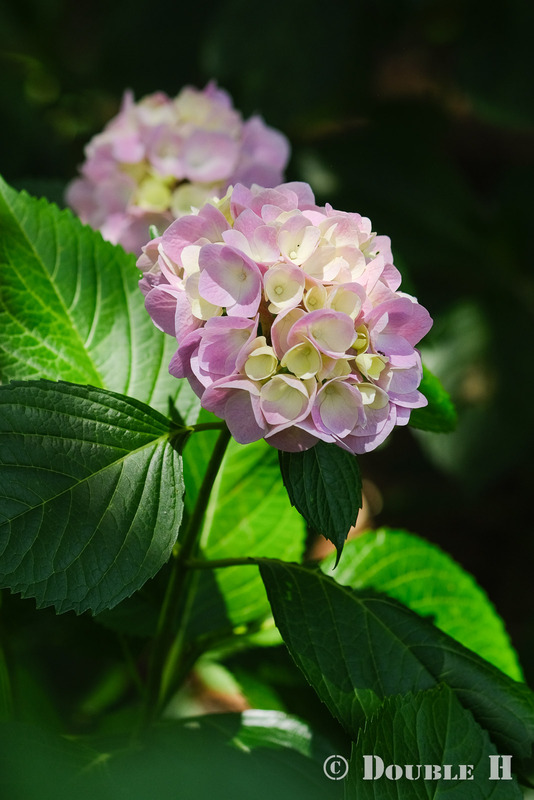 TediousPhoto20240612A