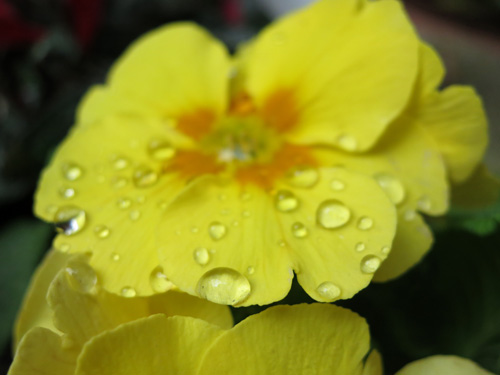 PowerShotS100_14_Macro2ss