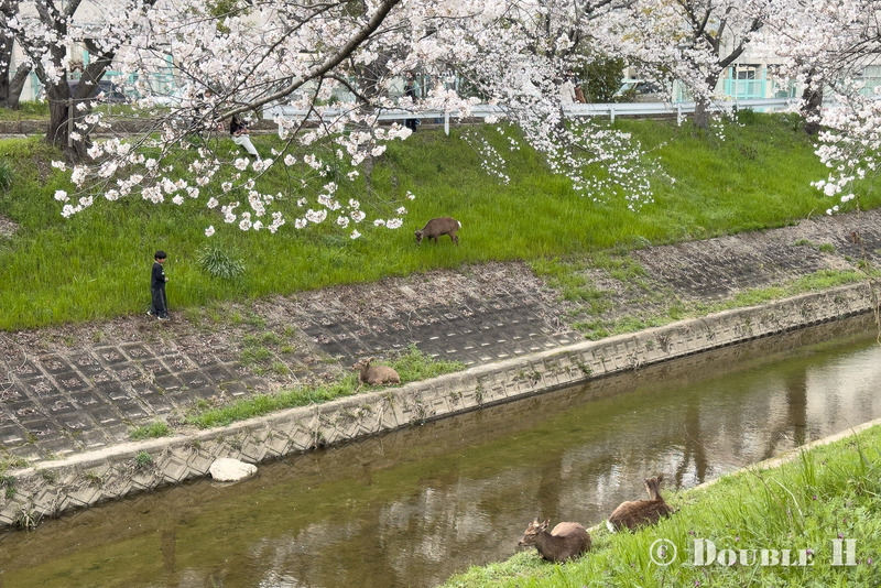 SakuraCycling2026SaboRiver05