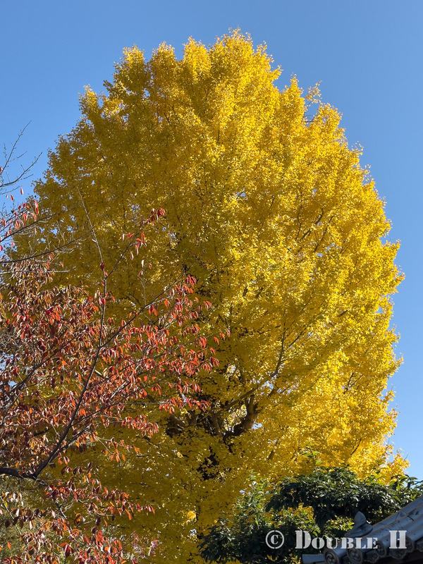 TediousPhoto20251115D