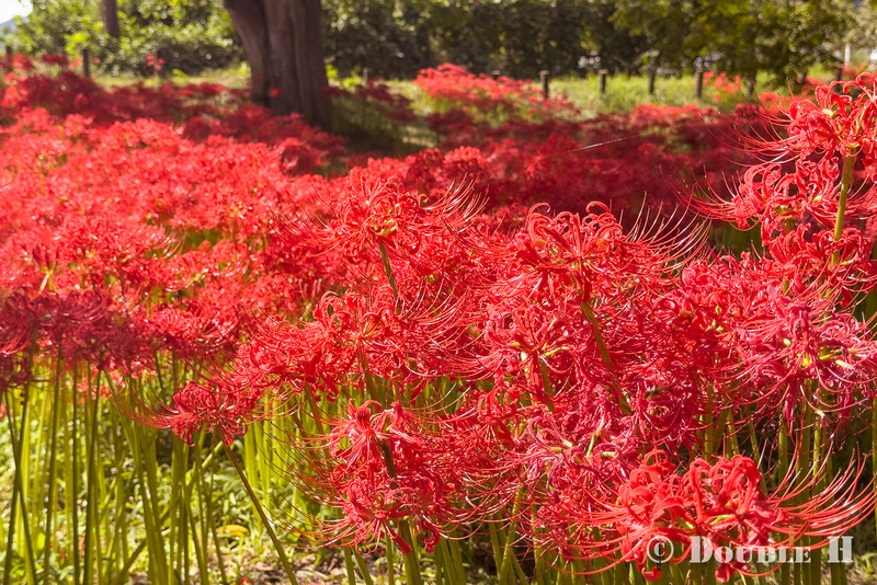 TediousPhoto20251003C