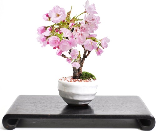 Amazon_MiniSakuraBonsaiShiro