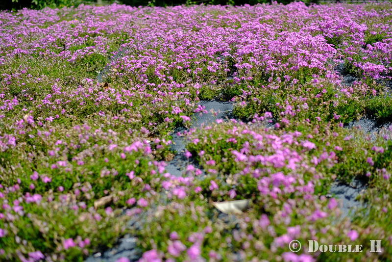 TediousPhoto20240506