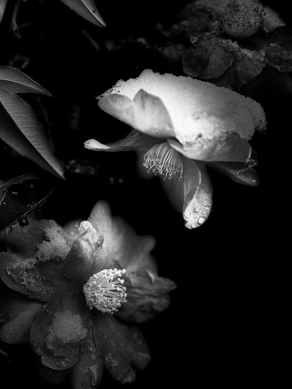 TediousPhoto20260208E