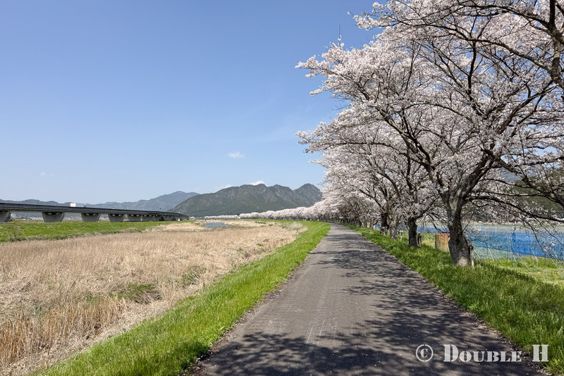 SakuraCycling2026HikamiKakogawa6