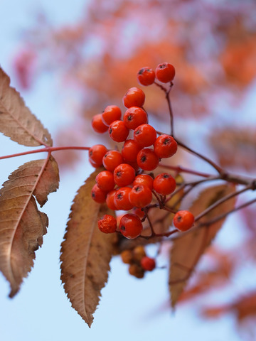 GXR_BlogSample20101120B