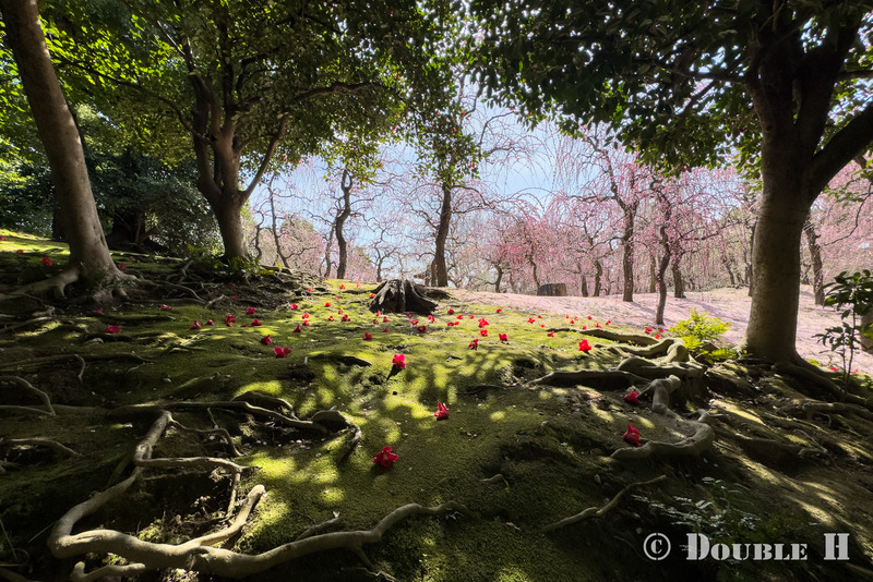 TediousPhoto20260308F