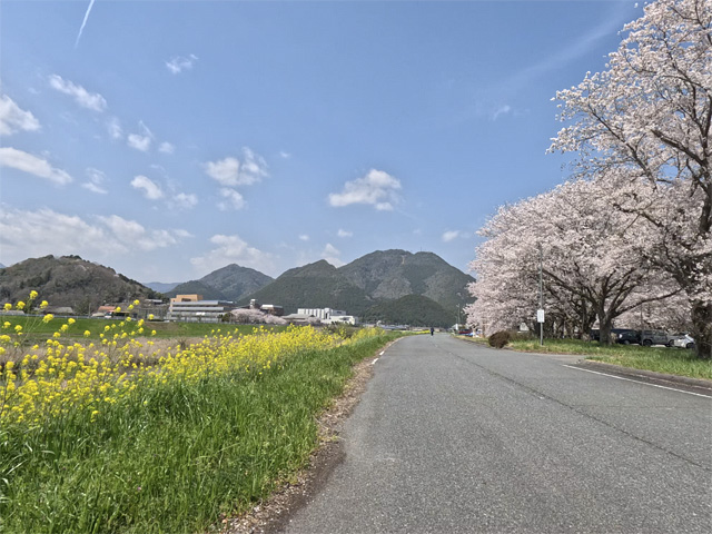 SakuraCycling2026HikamiKakogawaCapture03