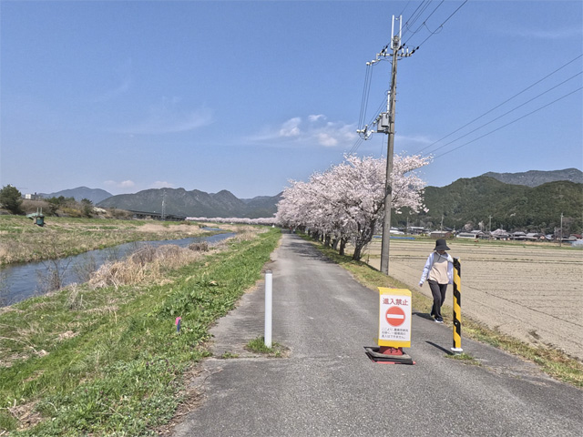 SakuraCycling2026HikamiKakogawaCapture11