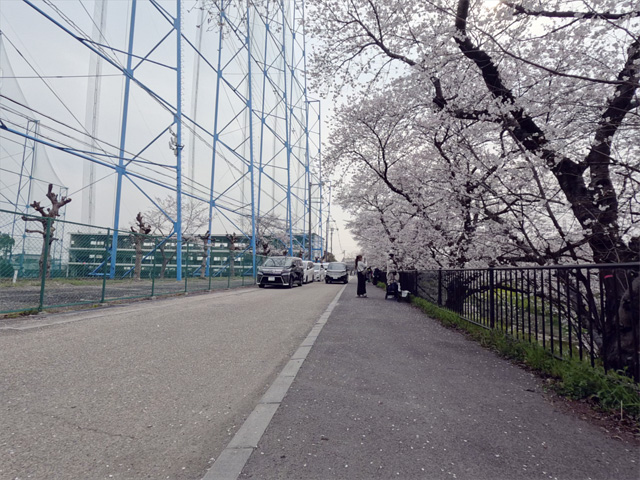 SakuraCycling2026SaboRiverCapture17