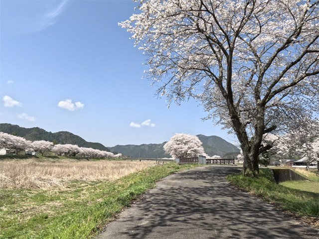 SakuraCycling2026HikamiKakogawaCapture17
