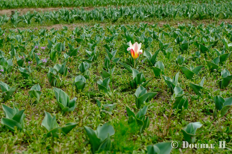 TediousPhoto20240405A