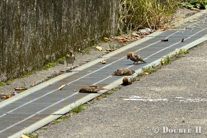 TediousPhoto20240711A