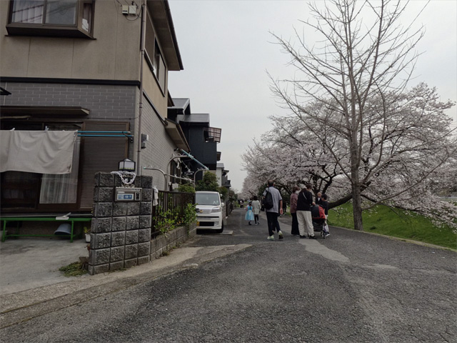 SakuraCycling2026SaboRiverCapture08