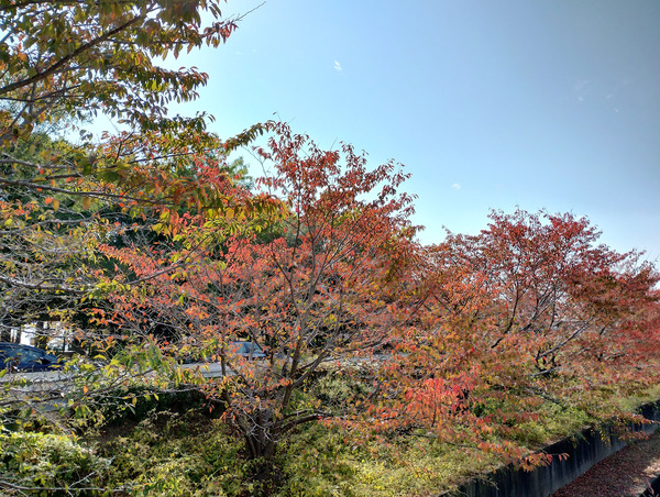 moto_g52j09PhotoSample