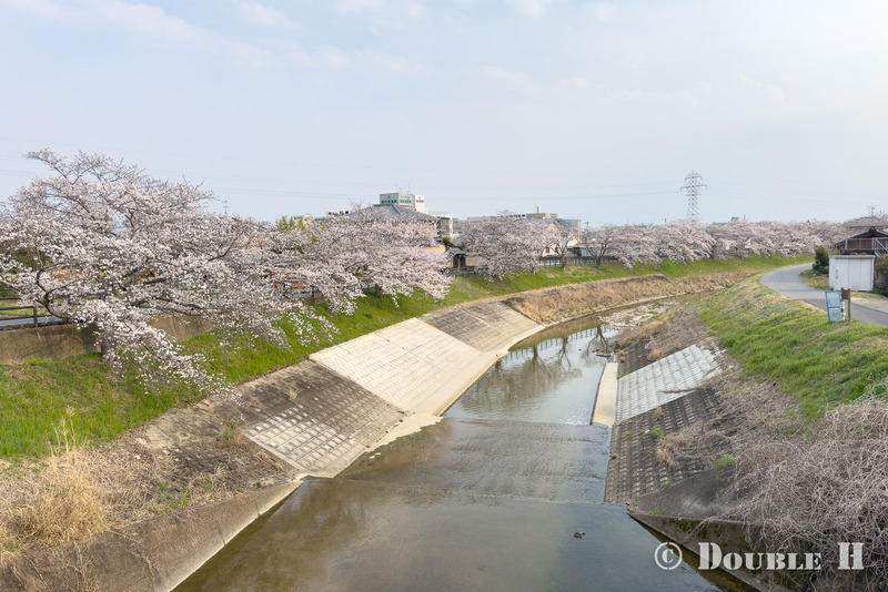 SakuraCycling2026SaboRiver15