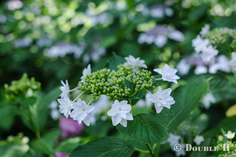 TediousPhoto20240708A