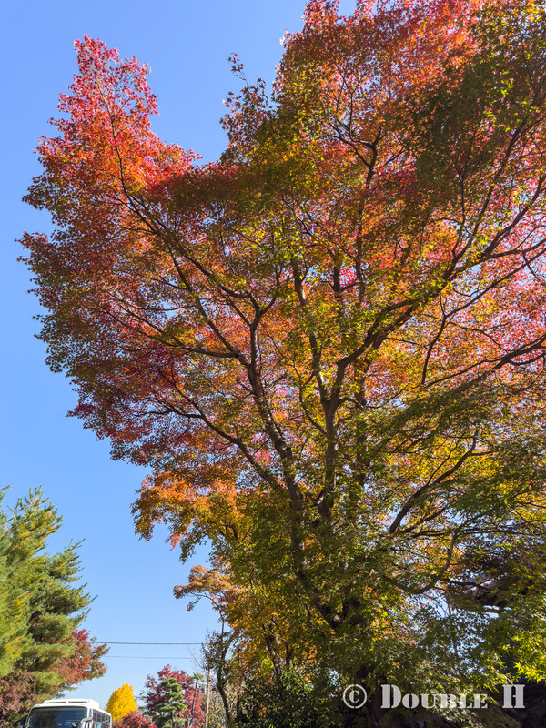 TediousPhoto20251115C