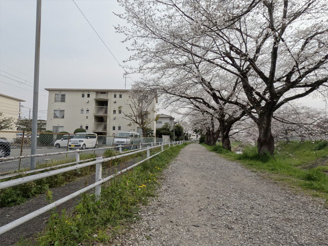 SakuraCycling2026SaboRiverCapture06