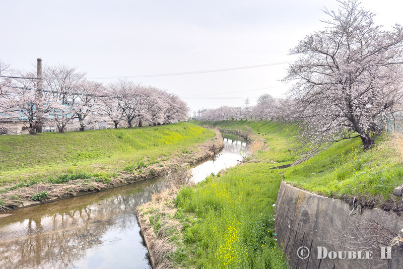 SakuraCycling2026SaboRiver09