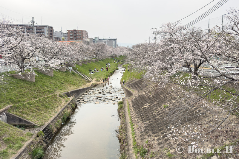 SakuraCycling2026SaboRiver03