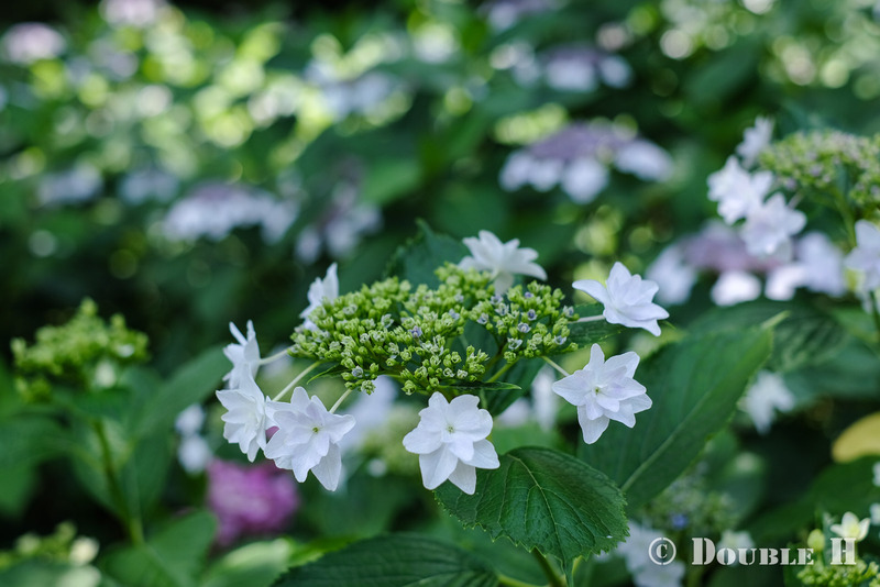 TediousPhoto20240708B