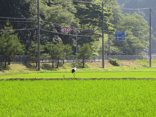 F900EXR_00KounotoriByPSN