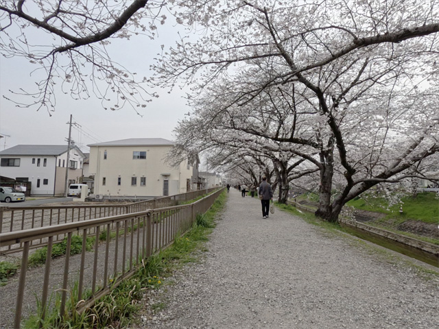 SakuraCycling2026SaboRiverCapture05