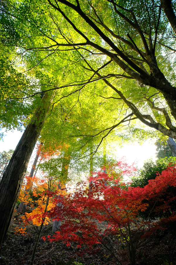 7Artisans12mmF2.8_Sample9