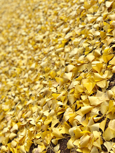 iPhoneX_Camera18PortaitMode