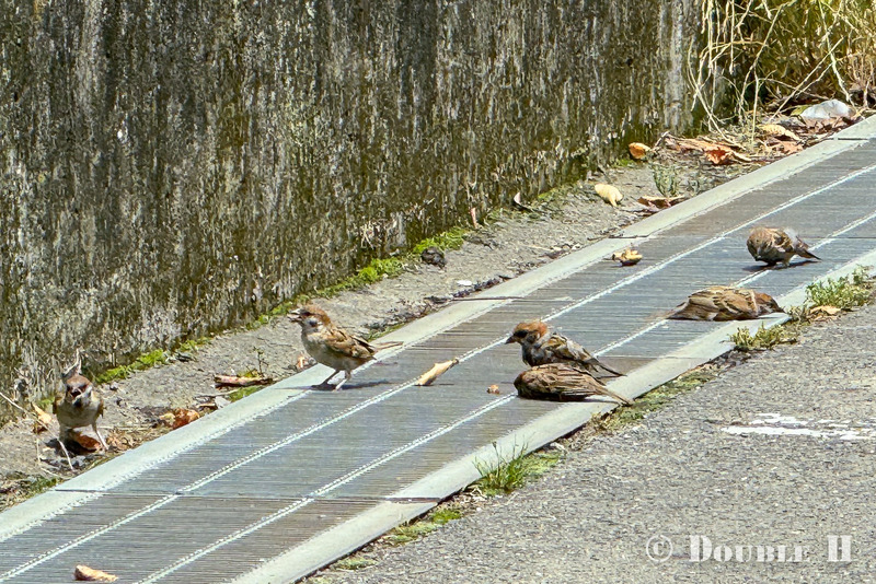 TediousPhoto20240710B