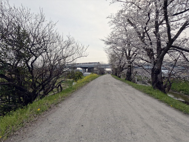 SakuraCycling2026SaboRiverCapture19