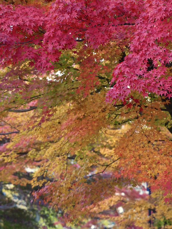 Otokunidera20171127B